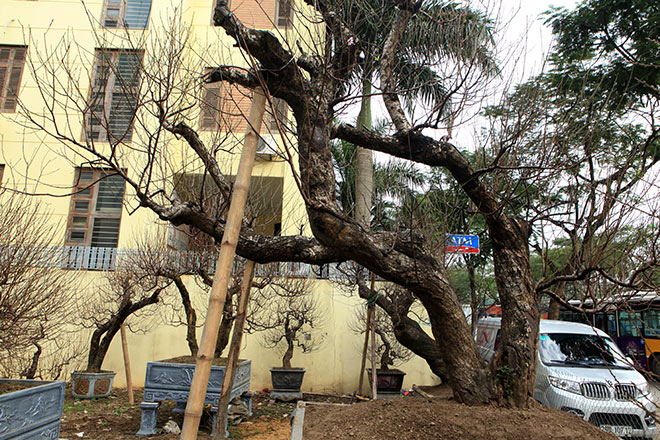 Hà Nội rét đậm, đào Nhật Tân sẽ đắt gấp 3 lần mọi năm?